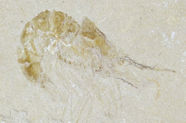Cretaceous Fossil Shrimp - Lebanon #107677